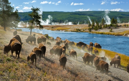 Yellowstone 1.jpg